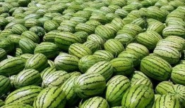 吃瓜大瓜事件.吃瓜红姐